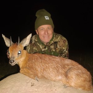 Cape Grysbok Hunt Eastern Cape South Africa