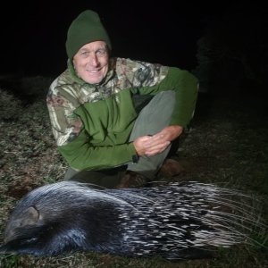 Porcupine Hunt Eastern Cape South Africa