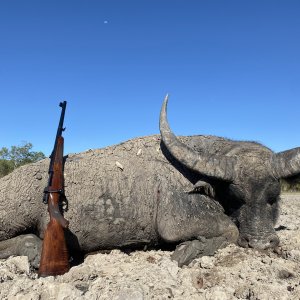 Asian Water Buffalo Hunt Australia