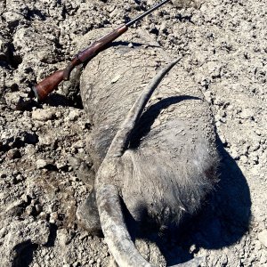 Asian Water Buffalo Hunt Australia