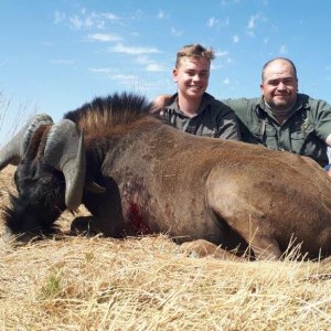 Black Wildebeest Hunt Free State South Africa