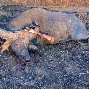 Asian Water Buffalo Hunt