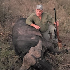 Buffalo Hunting Zimbabwe