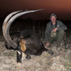 47.25 Inch Sable Hunt Zambia