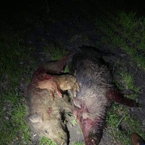 Hog Hunting