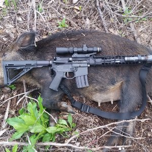 Hog Hunting