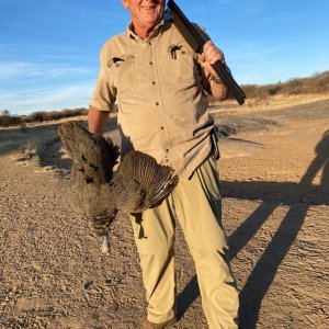 Guinea Fowl Hunt Namibia