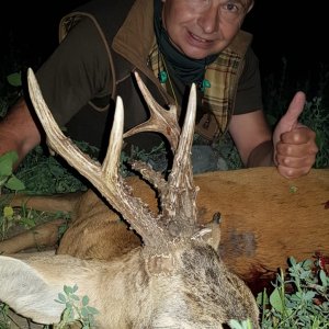 Roe Deer Hunting Romania