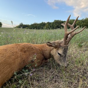 Roe Deer Hunting Romania