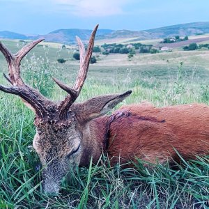 Roe Deer Hunting Romania