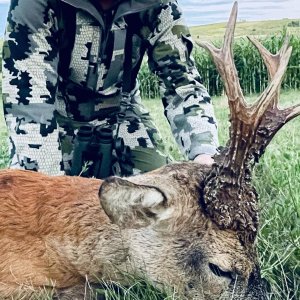 Roe Deer Hunting Romania