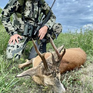 Roe Deer Hunting Romania