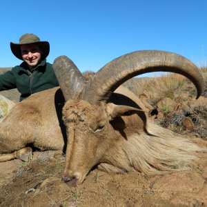 Aoudad South Africa