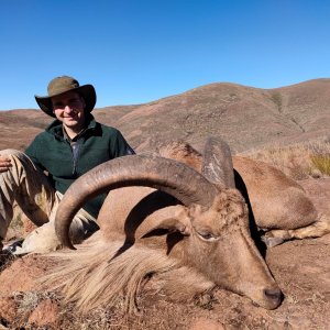 Hunting South Africa Aoudad