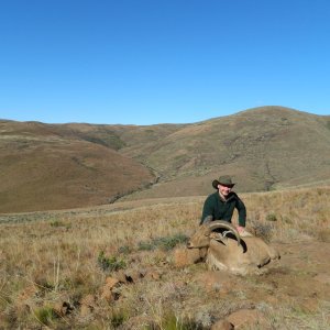 Barbary Sheep Beautiful Environment