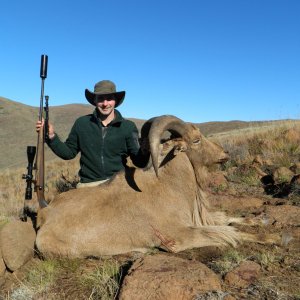 Eastern Cape Barbary Sheep