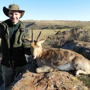 Very Old Mountain Reedbuck