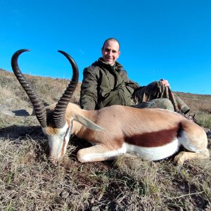 Very Big South African Springbok