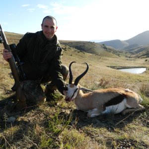 Beautiful South African Springbok