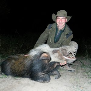 Amazing Bushpig Eastern Cape