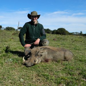 Warthog Huge Hole Scar On The Shoulder