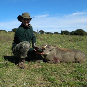 Hunting Warthog South Africa