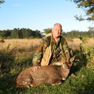 Very Old Cape Bushbuck