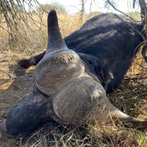 Buffalo Hunting South Africa