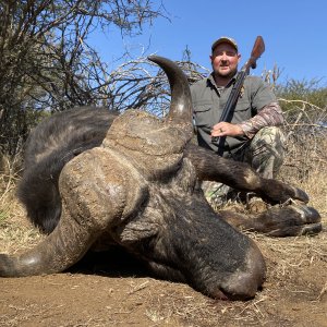 Buffalo Hunting South Africa