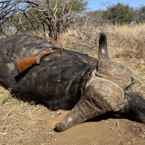 Buffalo Hunting South Africa