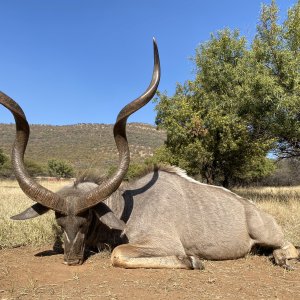 Kudu Hunting South Africa