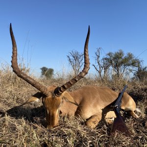 Impala Hunting South Africa