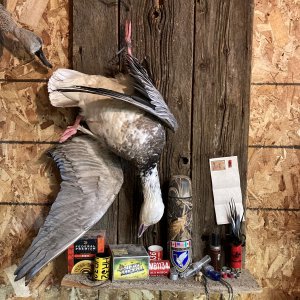 Duck Full Mount Taxidermy