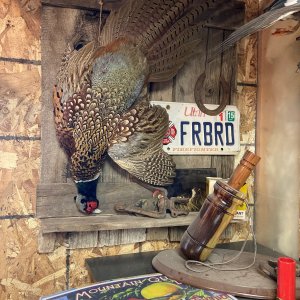 Pheasant Full Mount Taxidermy