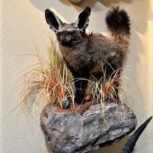 Bat-Eared Fox Full Mount Taxidermy