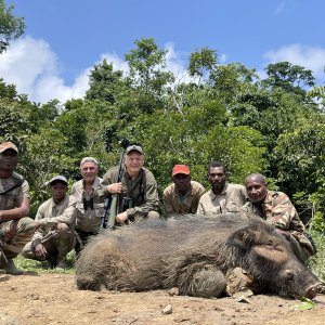 Giant Forest Hog Hunt Cameroon