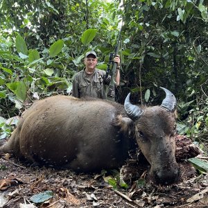 Dwarf Forest Buffalo Hunting Cameroon