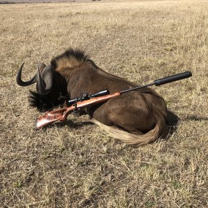 Black Wildebeest Hunting South Africa