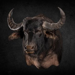 Water Buffalo Shoulder Mount Taxidermy