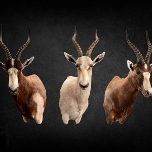 Blesbok Trio Shoulder Mount Taxidermy