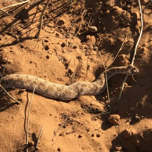 Snake South Africa