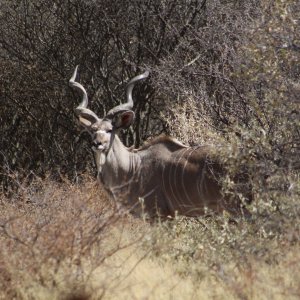 Kudu Namibia