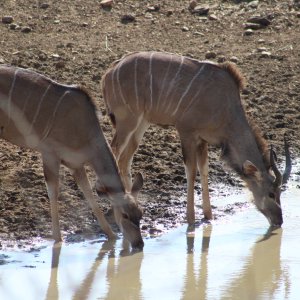 Young Kudu Namibia