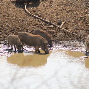 Warthog Namibia