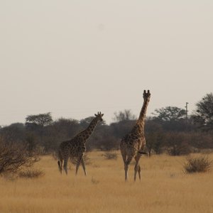 Giraffe Namibia