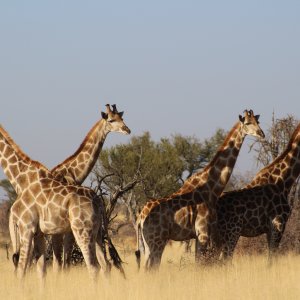 Giraffes Namibia