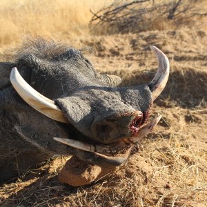 Warthog Hunting Namibia