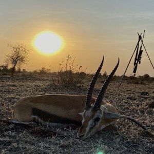 Grant's Gazelle Hunt Tanzania