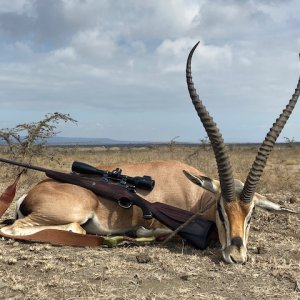 Grant's Gazelle Hunt Tanzania