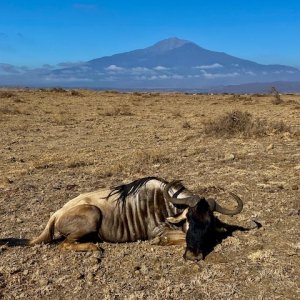 Eastern White Bearded Wildebeest Hunt Tanzania